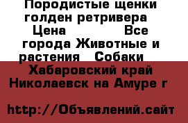 Породистые щенки голден ретривера › Цена ­ 25 000 - Все города Животные и растения » Собаки   . Хабаровский край,Николаевск-на-Амуре г.